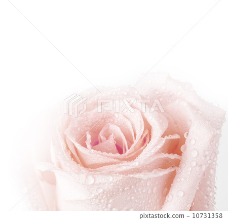 pink rose macro pink rose macro 10731358