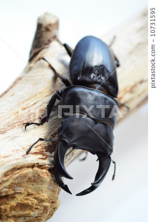 在國內Okuwagata樹的白色背景 10731595