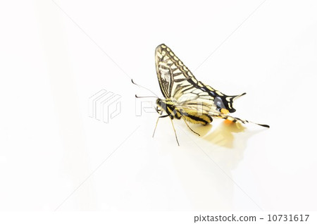 Nami swallowtail's beautiful feather white back 10731617