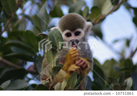 Squirrel monkey 10731861