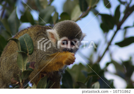 Squirrel monkey 10731862