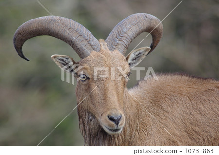 Burberry sheep 10731863