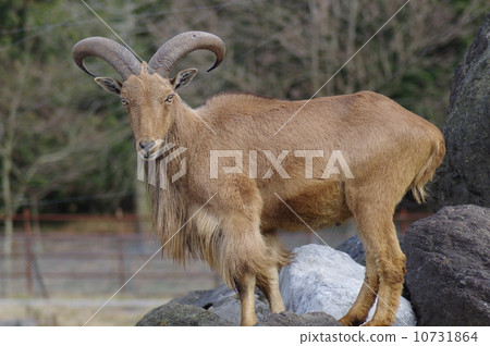 Burberry sheep - Stock Photo [10731864] - PIXTA