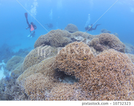Various large and small corals Various large and small corals 10732323