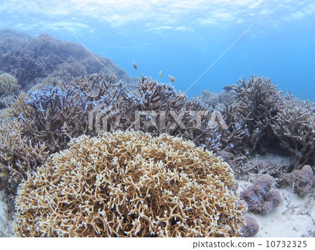 Various large and small corals Various large and small corals 10732325