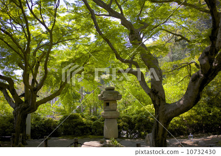 Kamakuramiya 10732430