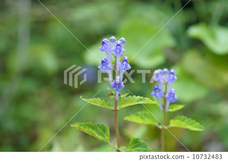 鵝口瘡 鵝口瘡 10732483