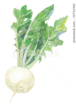 Shogoin Kabura 10732492