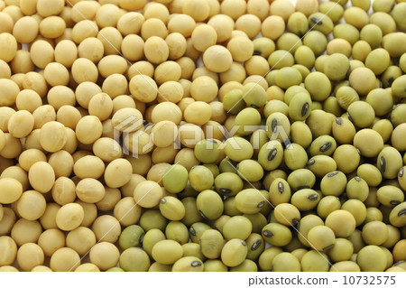 大豆 10732575