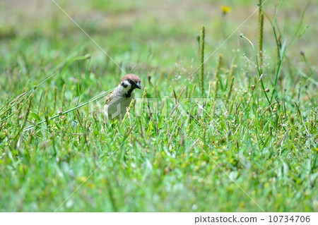 Practice of sparrow nesting 10734706