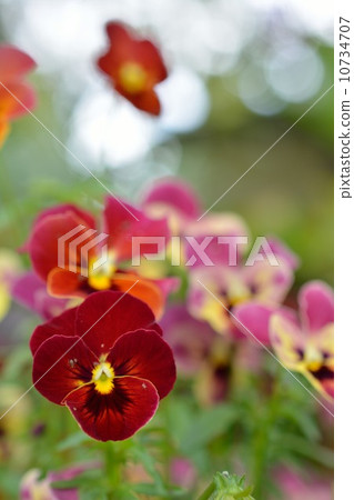 Viola dark red 10734707
