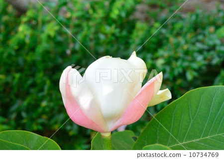 Uke Zaki Ooyama Astragalus 10734769