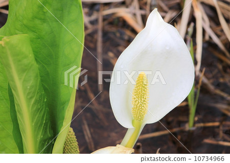 臭鼬白菜 10734966