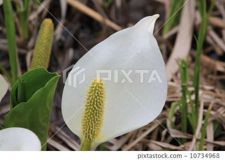 臭鼬白菜 10734968