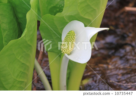 水芭蕉 水芭蕉 10735447