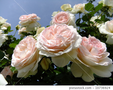 羅斯(Blanc Pierre de Ronsard) 羅斯(Blanc Pierre de Ronsard) 10736924