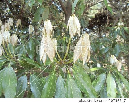 Shirodamo年輕葉子喜歡室內天線 10738247