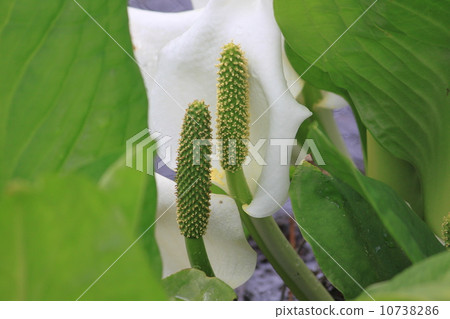臭鼬白菜 10738286