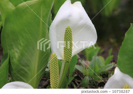 臭鼬白菜 10738287