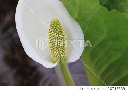 臭鼬白菜 臭鼬白菜 10738289