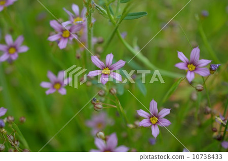 春天春天的野草圖像 春天春天的野草圖像 10738433