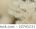 芒草 10745231