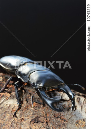 在日本ookuwagata樹的黑背景 10745259