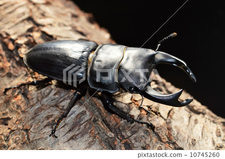 在日本ookuwagata樹的黑背景 10745260