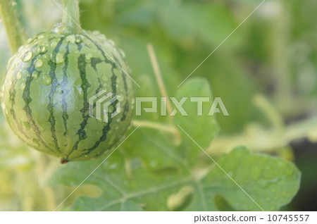 Mini-shika Mini-shika 10745557