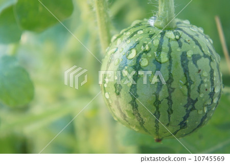 Mini-shika Mini-shika 10745569