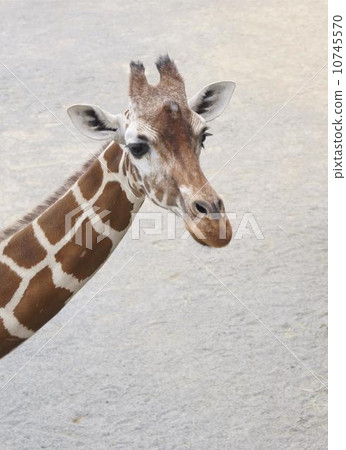 Child face giraffe 10745570