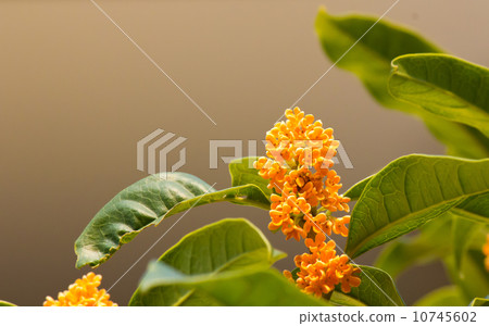 Kinmokusei Kinmokusei 10745602