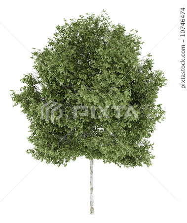 silver birch tree isolated on white background 10746474