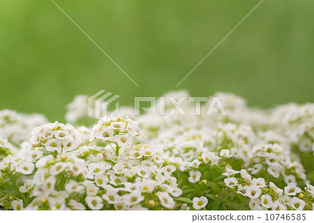 Alyssum 10746585