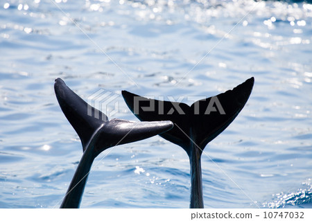 Dolphin's tail fin 10747032
