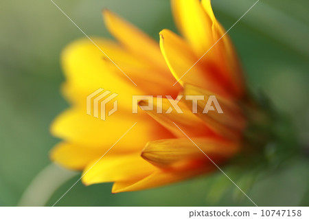 Gazania flowers grown in gardening Gazania flowers grown in gardening 10747158