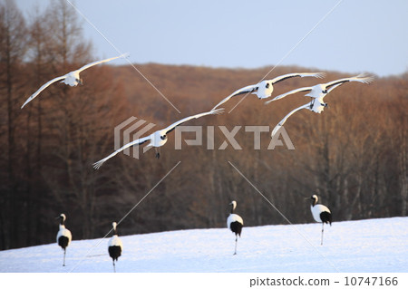 Cranberries 10747166