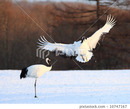 Cranberries 10747167