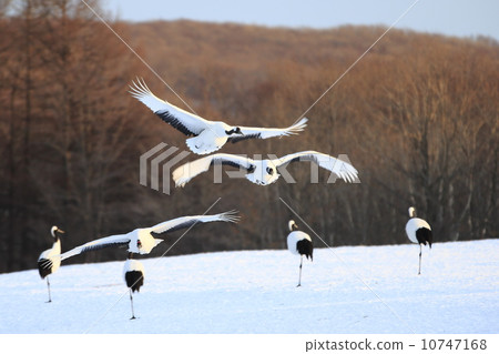 Cranberries 10747168