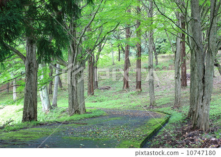 Early summer trees 10747180