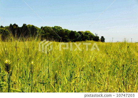 行大麥大麥 10747203