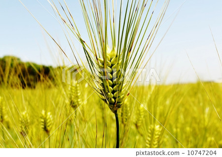 行大麥大麥 行大麥大麥 10747204