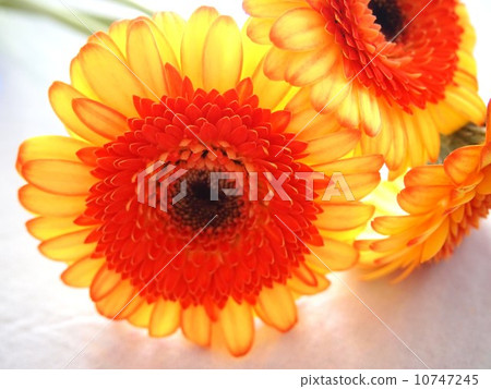 雛菊 10747245