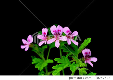 玫瑰天竺葵 10747322