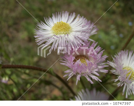 Hallion flowers as windmill is turning 10747397