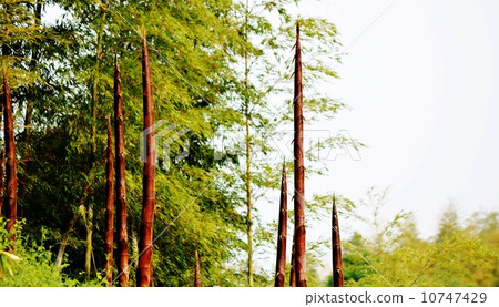 bambooshoot  10747429