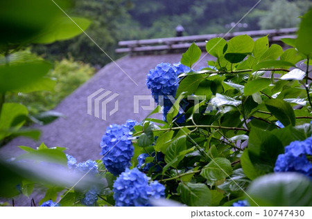 Meigetsuin Blue 10747430