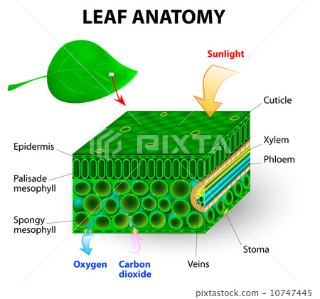 leaf anatomy 10747445