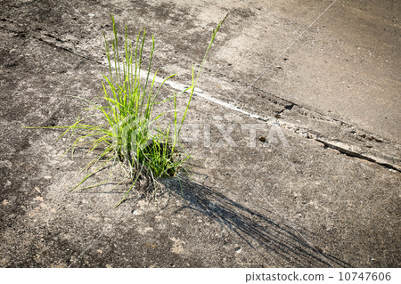 Grass growing  in concrete 10747606
