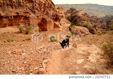 The ass of Petra ruins 10747712
